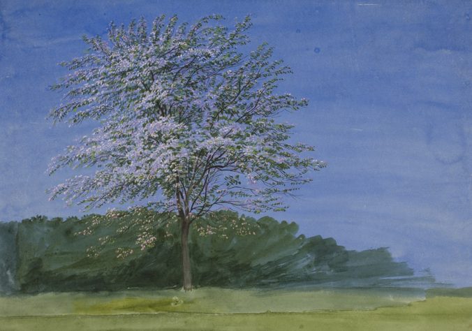 Study of a Tree in Bloom, c. 1835, William Turner, Art Institute of Chicago
